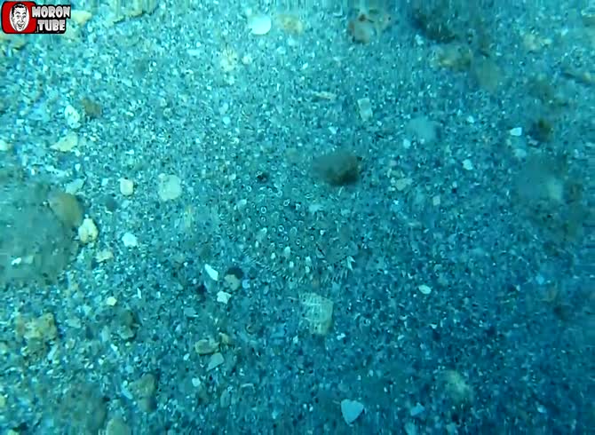 Video :A fish with exceptional self-camouflage skills